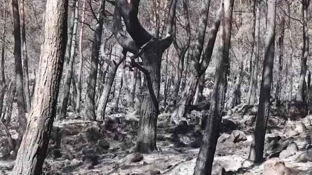 Fethiye ilçesindeki orman yangını kontrol altına alındı