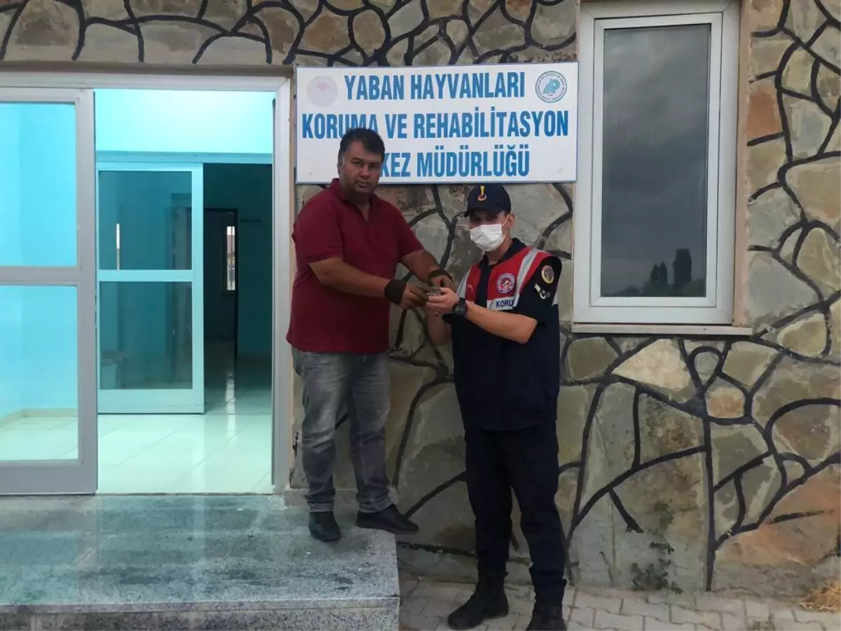 Son Dakika | Jandarma ekiplerinin bulduğu yaralı ebabil tedaviye alındı