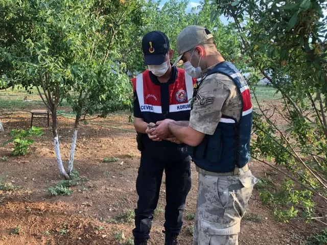 Son Dakika | Jandarma ekiplerinin bulduğu yaralı ebabil tedaviye alındı
