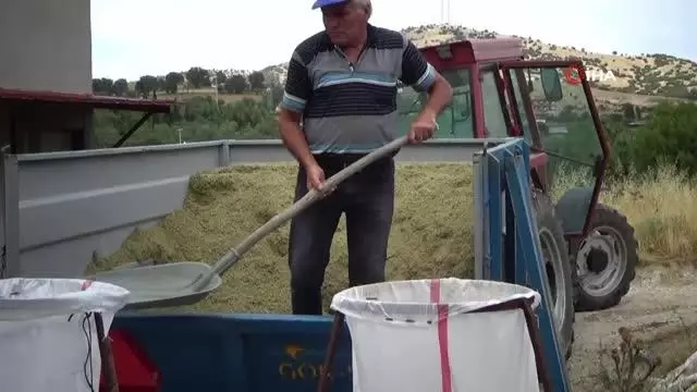 Kekik rekoltesi yarı yarıya düştü