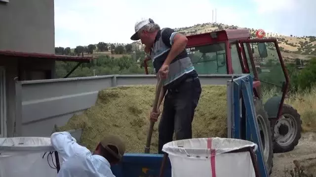 Kekik rekoltesi yarı yarıya düştü