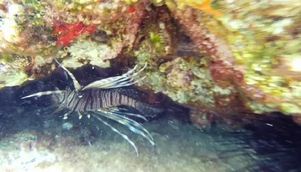 Kıyıdan 5 metre açıkta, 1 metre derinlikte zehirli aslan balığı