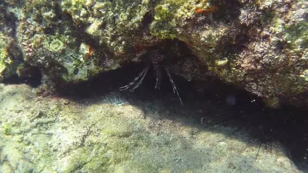 Kıyıdan 5 metre açıkta, 1 metre derinlikte zehirli aslan balığı