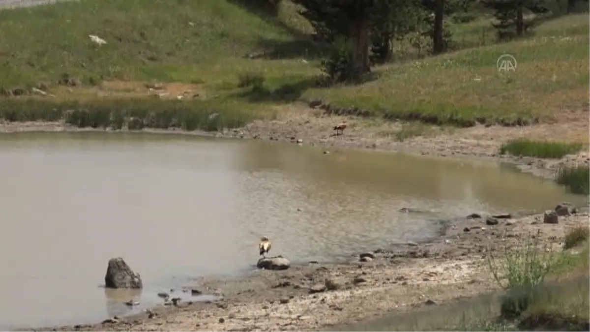 Kuraklık yaban hayatını olumsuz etkiliyor