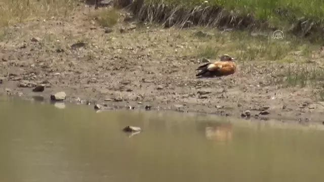 Kuraklık yaban hayatını olumsuz etkiliyor