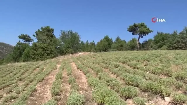 Kütahya'da Adaçayı hasadı başladı
