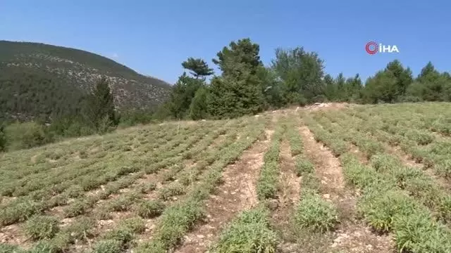 Kütahya'da Adaçayı hasadı başladı