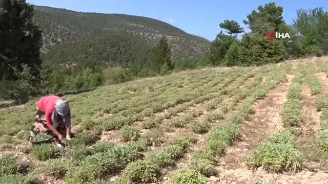 Kütahya'da Adaçayı hasadı başladı