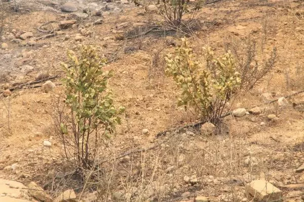 Son dakika haberleri | Manavgat'taki büyük yangın 4'üncü gününde; 2 orman işçisi yaşamını yitirdi