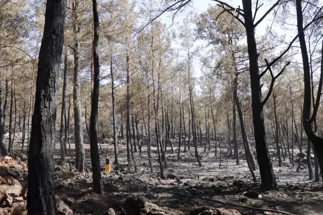 Fethiye ilçesindeki orman yangını kontrol altına alındı