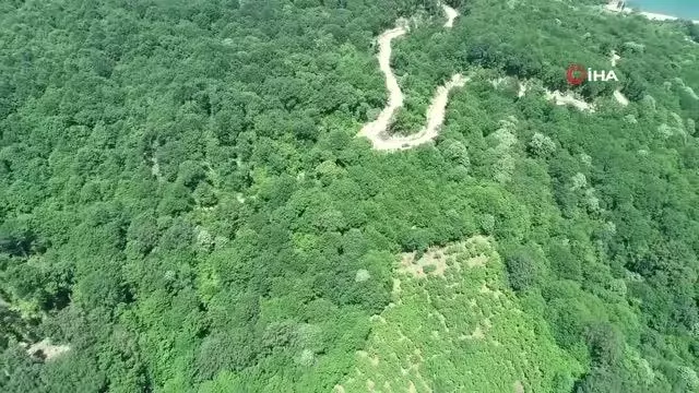Orman yangınlarının yüzde 90'ından fazlası insan kaynaklı