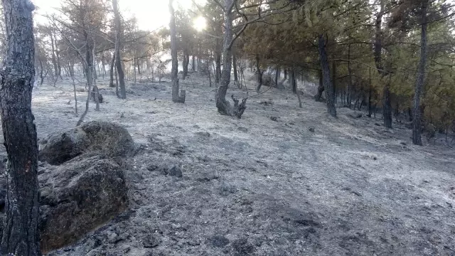 Uşak'ta çıkan orman yangını kontrol altına alındı