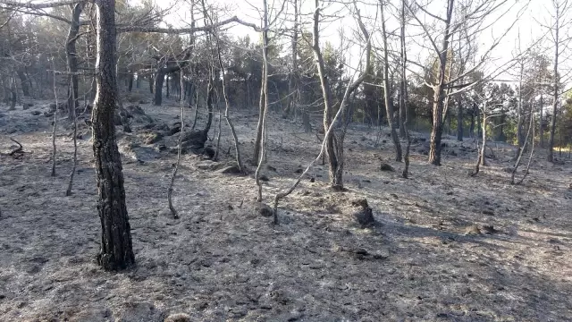 Uşak'ta çıkan orman yangını kontrol altına alındı