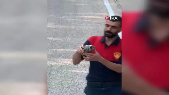Yangından kaçan yavru kaplumbağaya elleriyle su verdiler