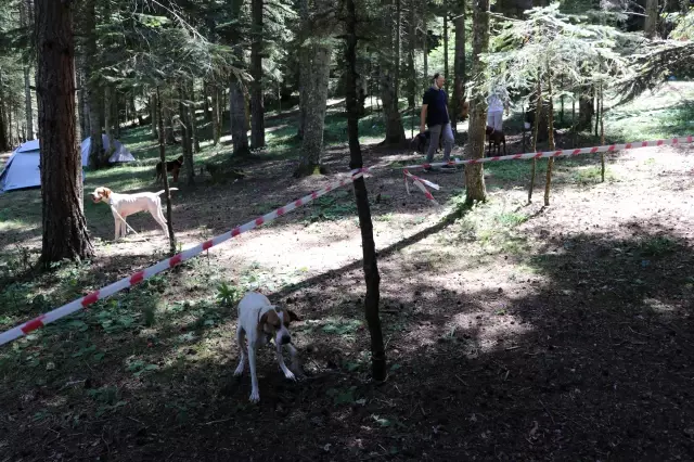 Festivalde 400 köpeğe çip takıldı