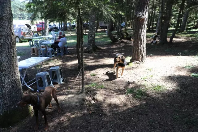 Festivalde 400 köpeğe çip takıldı