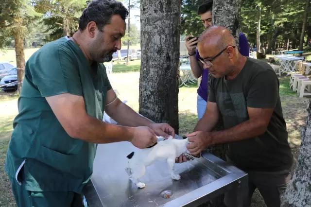 Festivalde 400 köpeğe çip takıldı