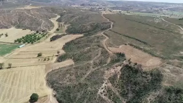 ÇANAKKALE - Gelibolu Yarımadası'na 783 hektarın yandığı alan dikilen 1 milyon fidanla yeşeriyor