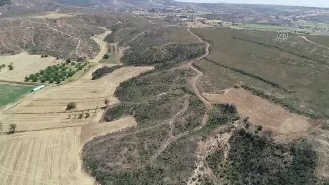 ÇANAKKALE - Gelibolu Yarımadası'na 783 hektarın yandığı alan dikilen 1 milyon fidanla yeşeriyor