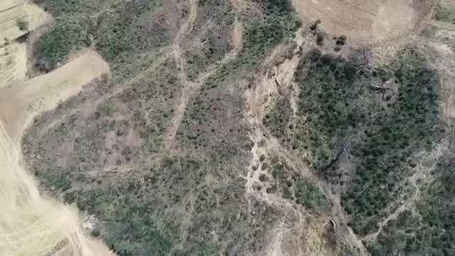 ÇANAKKALE - Gelibolu Yarımadası'na 783 hektarın yandığı alan dikilen 1 milyon fidanla yeşeriyor