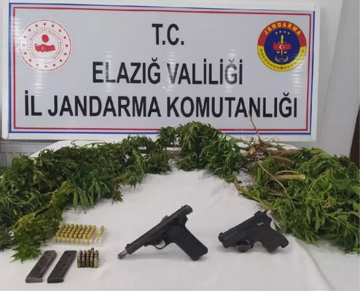 Son dakika haberi: Evinin bahçesine kenevir eken şüpheli gözaltına alındı