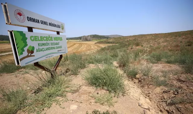 ÇANAKKALE - Gelibolu Yarımadası'na 783 hektarın yandığı alan dikilen 1 milyon fidanla yeşeriyor