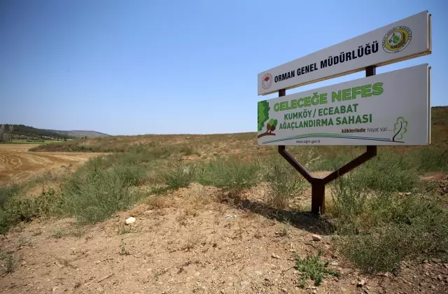 ÇANAKKALE - Gelibolu Yarımadası'na 783 hektarın yandığı alan dikilen 1 milyon fidanla yeşeriyor