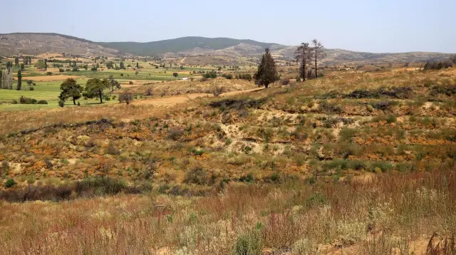 ÇANAKKALE - Gelibolu Yarımadası'na 783 hektarın yandığı alan dikilen 1 milyon fidanla yeşeriyor
