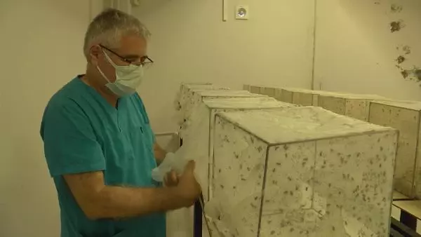 İBB VE UZMANLAR ARASINDA SİVRİSİNEK İLAÇLAMA TARTIŞMASI