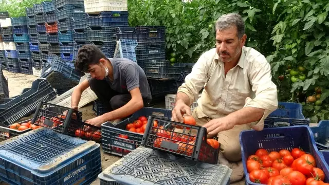 Isparta'da yayla şartlarında domates hasadı