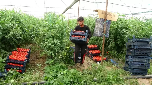Isparta'da yayla şartlarında domates hasadı