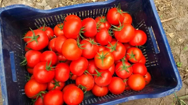 Isparta'da yayla şartlarında domates hasadı