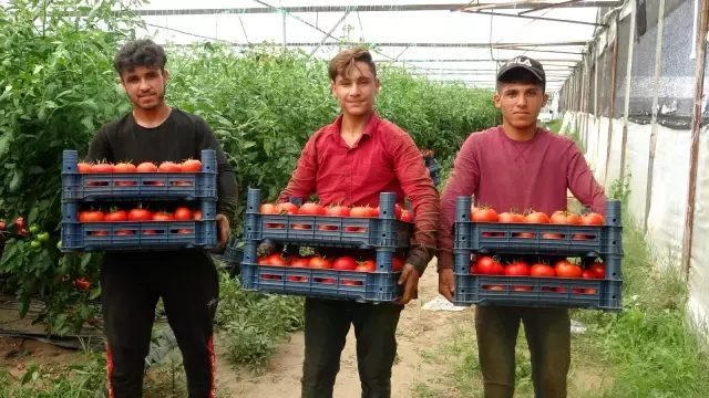 Isparta'da yayla şartlarında domates hasadı