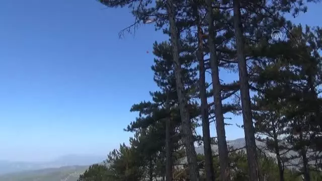 Son dakika haber! Köyceğiz'deki orman yangınına müdahale devam ediyor