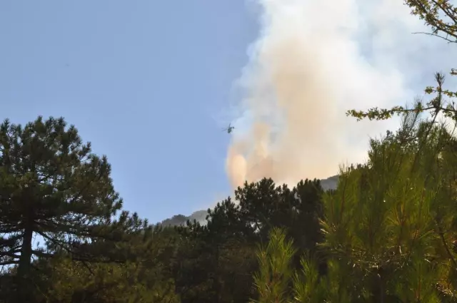 Son dakika haber! Köyceğiz'deki orman yangınına müdahale devam ediyor
