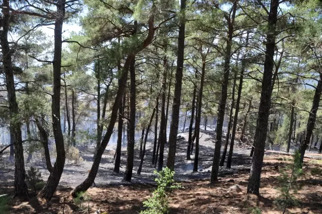 Son dakika haber! Köyceğiz'deki orman yangınına müdahale devam ediyor