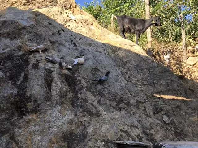 Kozan'da yangının yaraları imece usulü sarılıyor