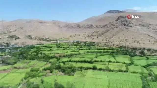 Mardin'in saklı cenneti: Gurs Vadisi doğasıyla hayran bırakıyor