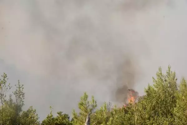 Alevler Bodrum'u sardı! Vatandaşlar evlerinin yanmasını gözyaşları içerisinde izledi