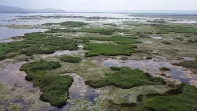 Son dakika: Nilüferleriyle ünlü Işıklı Gölü ziyaretçilerine unutulmaz anlar yaşatıyor