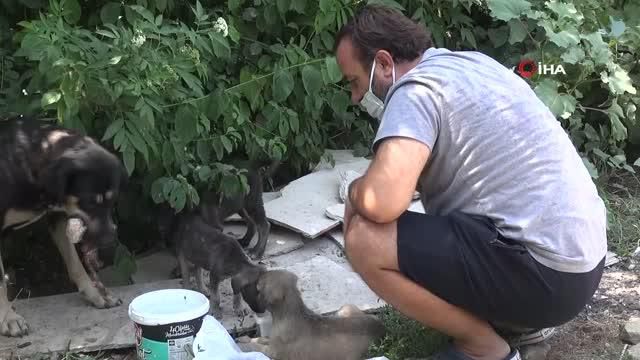 ormanlara girisler yasaklaninca hayvanlar ici 14301445 o