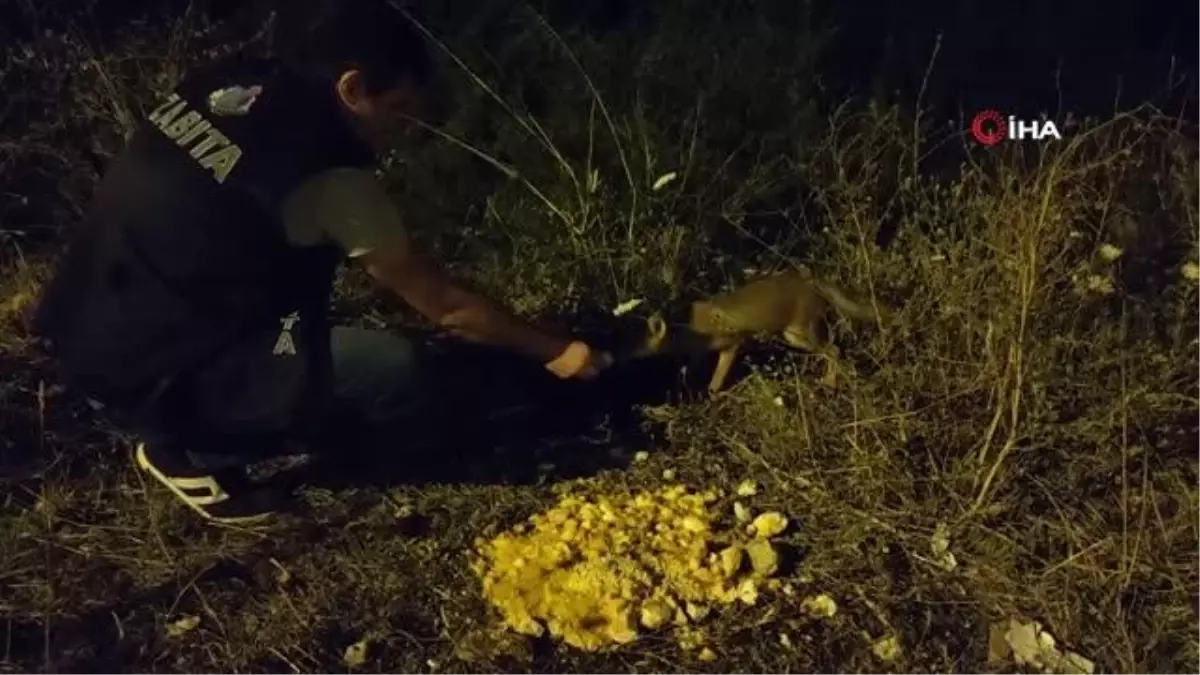 Tuzla'da zabıta memurları, her akşam yemeklerini yavru tilkilerle bölüşüyor