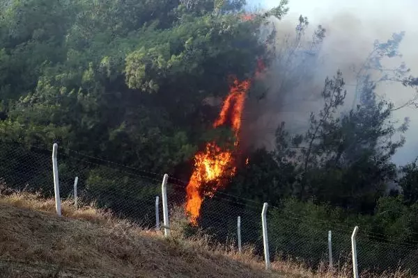Adana'da orman yangını (2)