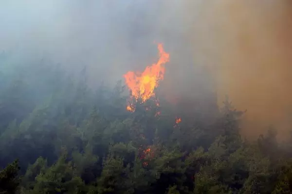 Adana'da orman yangını (2)