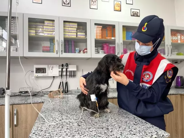 Can Dost'a Vali sahip çıktı