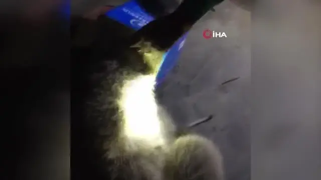 Kafası teneke kutuya sıkışan ayıya itfaiyeden yardım eli