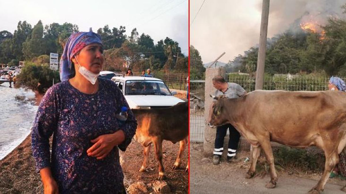 Marmaris'te hayvanlarını terk etmek istemeyen vatandaşlar duygu dolu anlar yaşattı