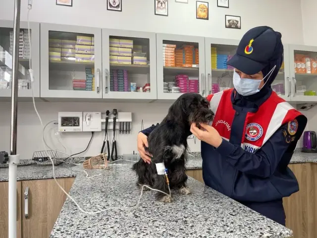 Can Dost'a Vali sahip çıktı