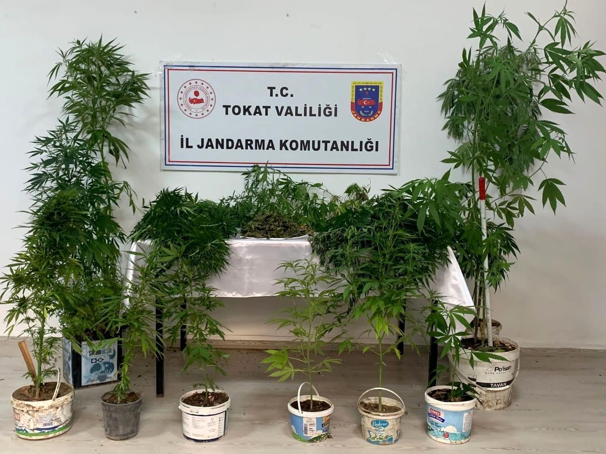 Son dakika haberi! Tokat'ta uyuşturucu madde operasyonları: 3 gözaltı