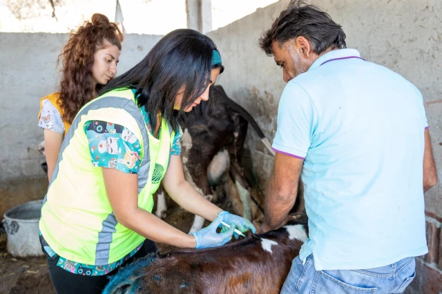 Adana'daki orman yangınlarında yaralanan hayvanlar tedavi ediliyor
